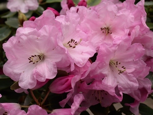 Rhododendron Williamsianum Maureen